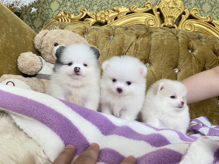 ปอมปอมแท้ ทีคัพ อ้วนกลมหมี ราคาพิเศษ รูปย่อยที่ 1