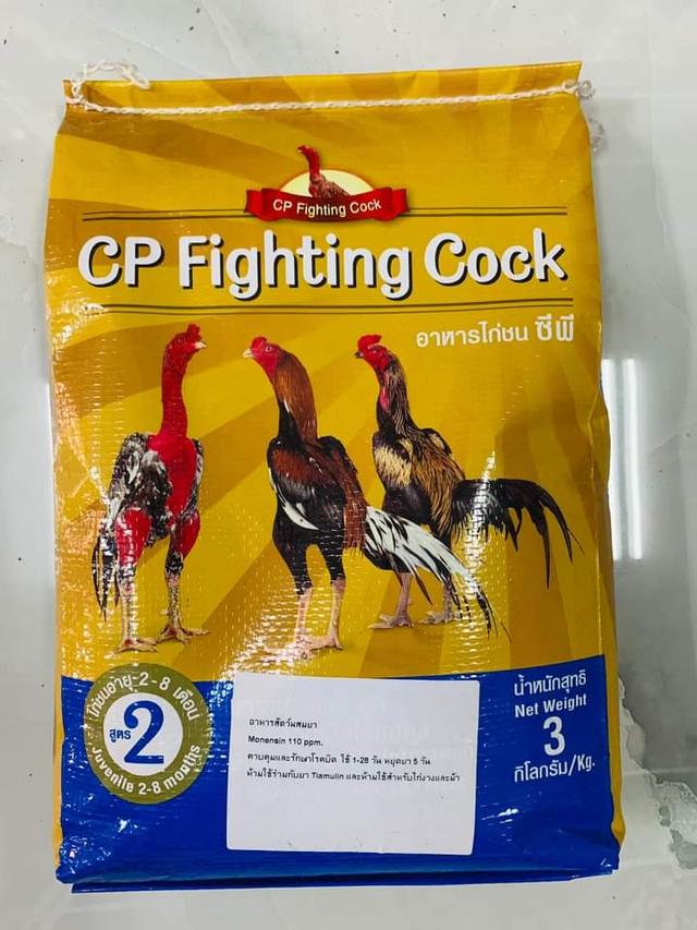 CP Fighting Cock 2