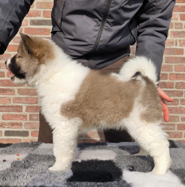 Thai Bangkaew Puppies for sale