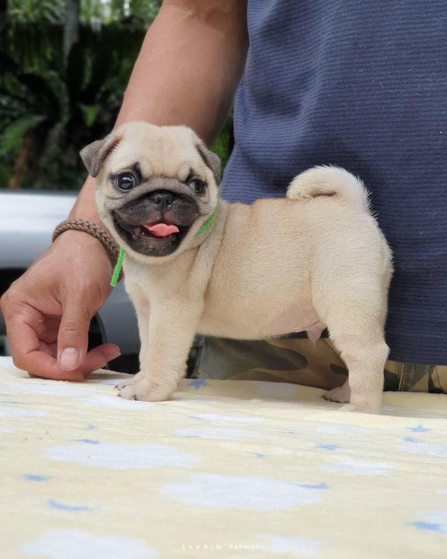 Pug Puppies  WhatsApp me : ( +63 985 762 7466 ) 3