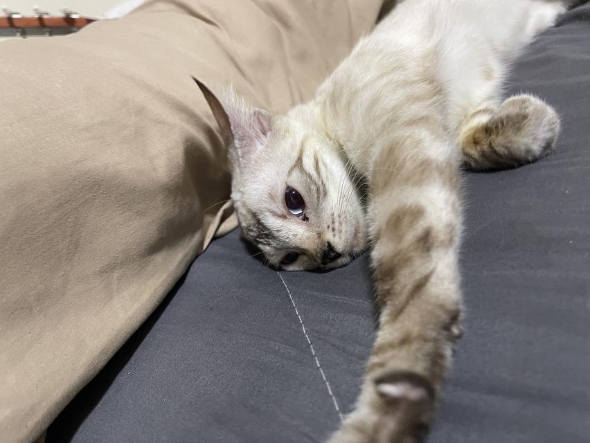 แมวเบงกอล สีสโนว์ลิ้ง ตาฟ้า รูปที่ 2