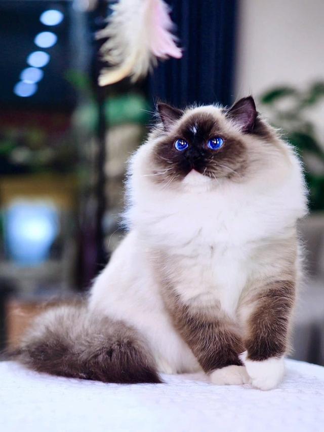 แมว Ragdoll ใบเพดwcf และรับนำเข้าแมวจาก ตปท.