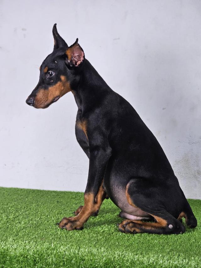 Doberman 2
