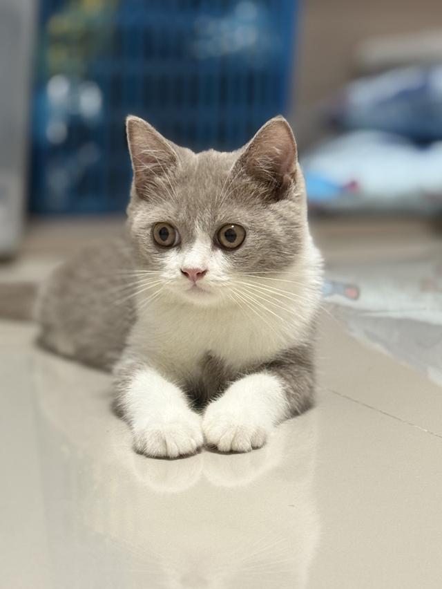 แมว British shorthair ติดจอง