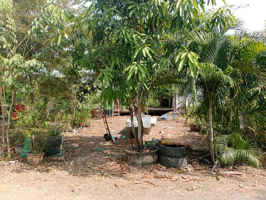 ขายบ้านสวน2ไร่ คลองหก คลองหลวง ปทุมธานี เส้นเดียวกับ ม.ราชมงคลคลองหก 3