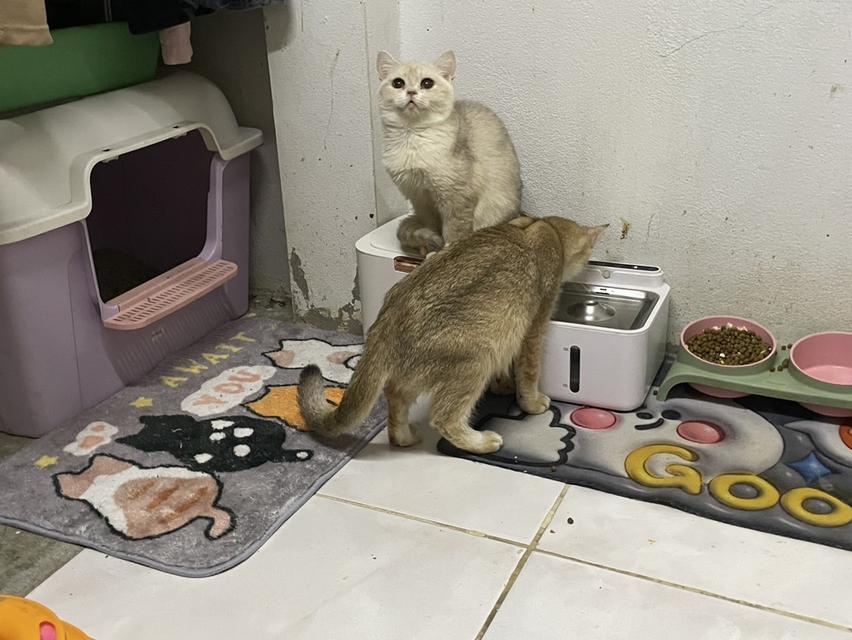 บริติช