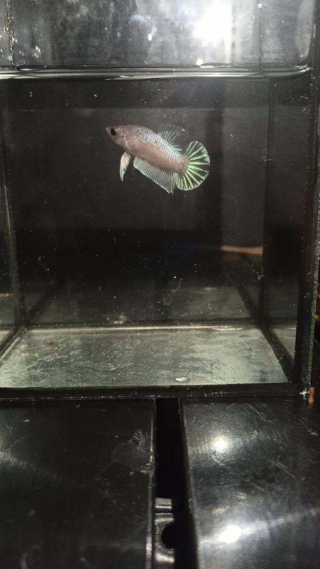 ปลากัดและปลากัดสวยงาม ปลีก-ส่ง รับได้ที่หน้าฟาร์ม มีบริการจัดส่งทั่วไทย 7