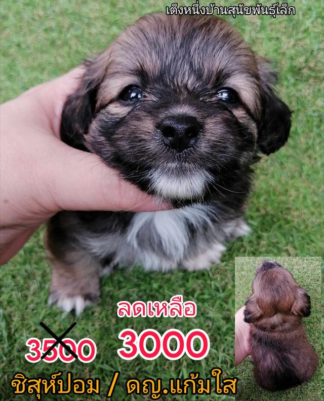 ชิสุห์ปอม ปอมชิวาว่า ชิวาว่าเเท้ขนยาว