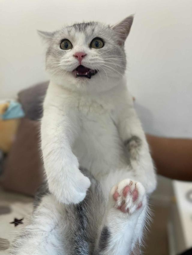 สาวสก็อต 16