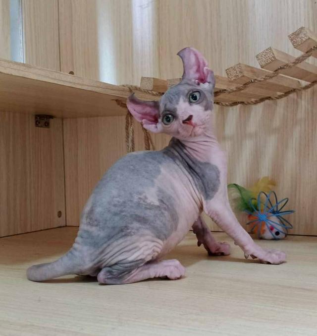 28.แมวเอลฟ์/เพศเมีย หาบ้าน Elf Cat/Female looking for a new home