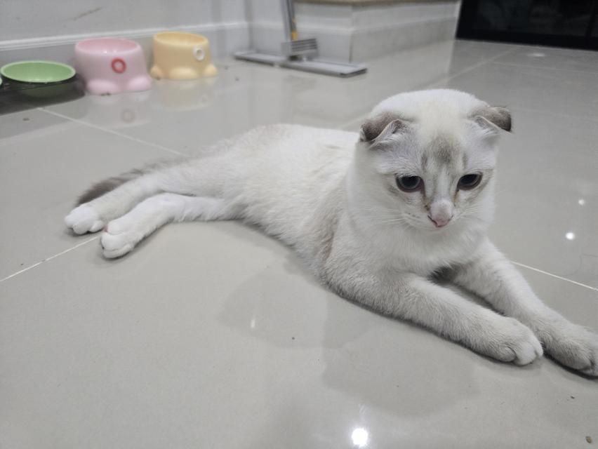 แมวไทยผสมมันซ์กิ้น 6-7 เดือน รูปที่ 5