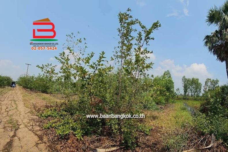 ที่ดินเปล่า หมู่บ้าน อริสรา ลาดบัวหลวง เนื้อที่ 1-0-35 ไร่ ถนนบางบัวทอง-สุพรรณบุรี อ.ลาดบัวหลวง จ.อยุธยา 6