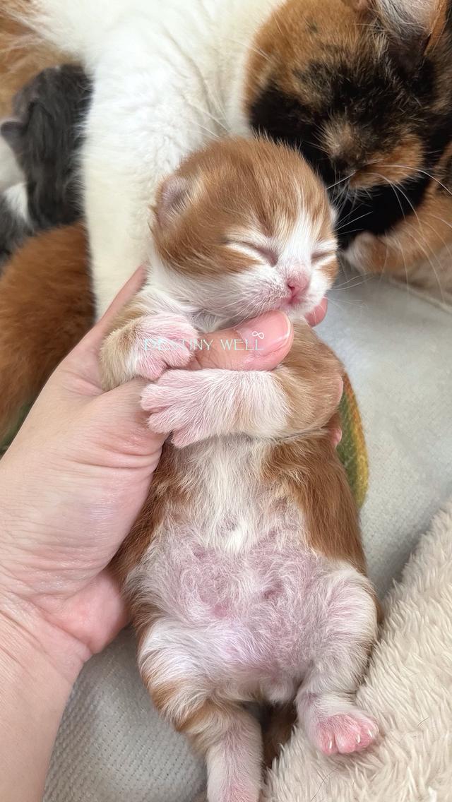 แมวสก๊อตติชแท้ พกใบเพดscfc เพศผู้