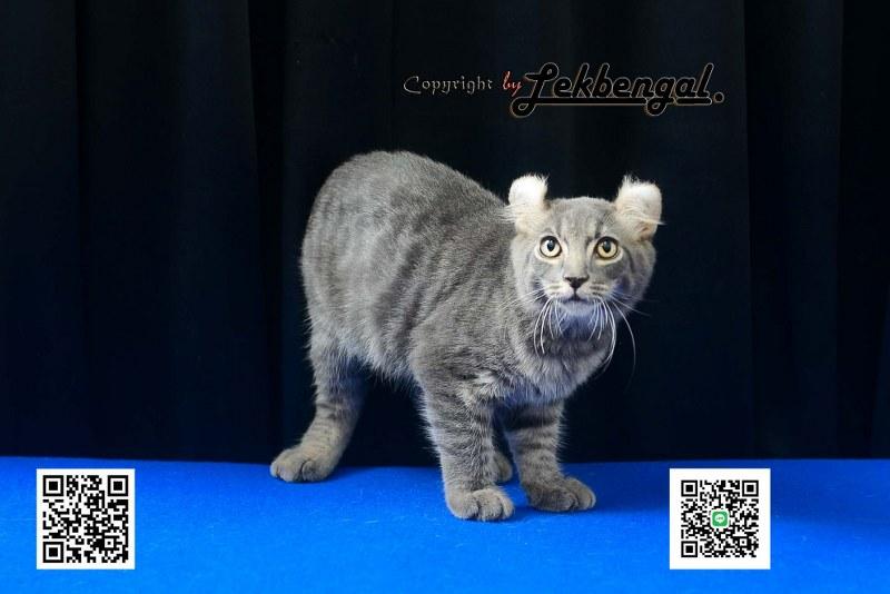 แมวอเมริกันเคิร์ล สีบลู หางบ็อบเทล (bobtail)  6