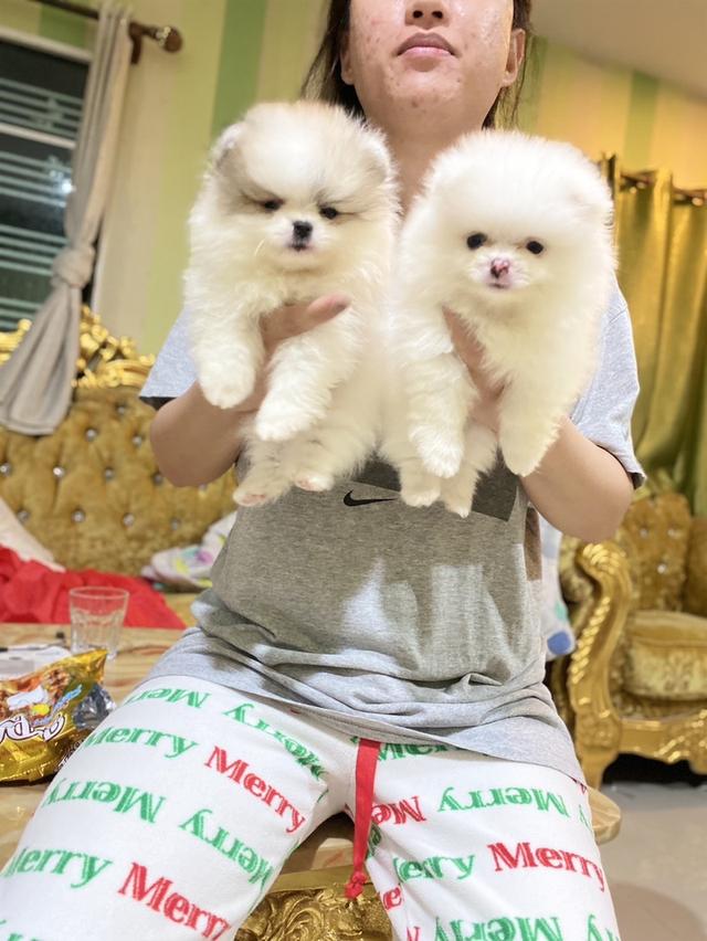 ปอมเมอเรเนียนแท้ อ้วนกลมหมี สีสวย