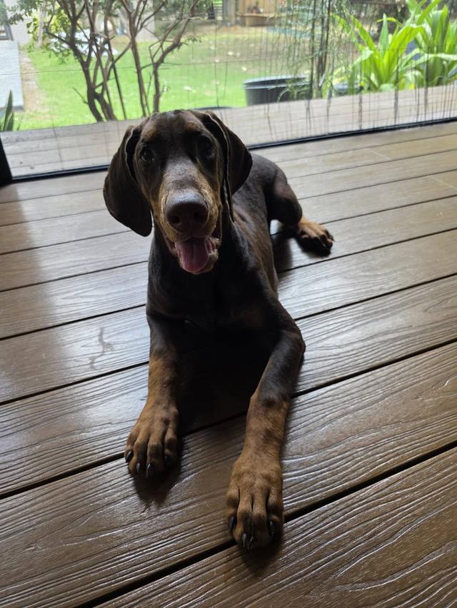 ลูกหมา Doberman Pure Bred Champion Line เพศเมีย สีแดง มี 3 ตัว มี Pedigree/Certificate ตัดหางแล้ว รูปที่ 14