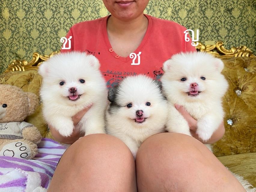 ลูกปอมเมอเรเนียนแท้ พร้อมย้ายบ้าน มาดูตัวจริงได้ค่ะ