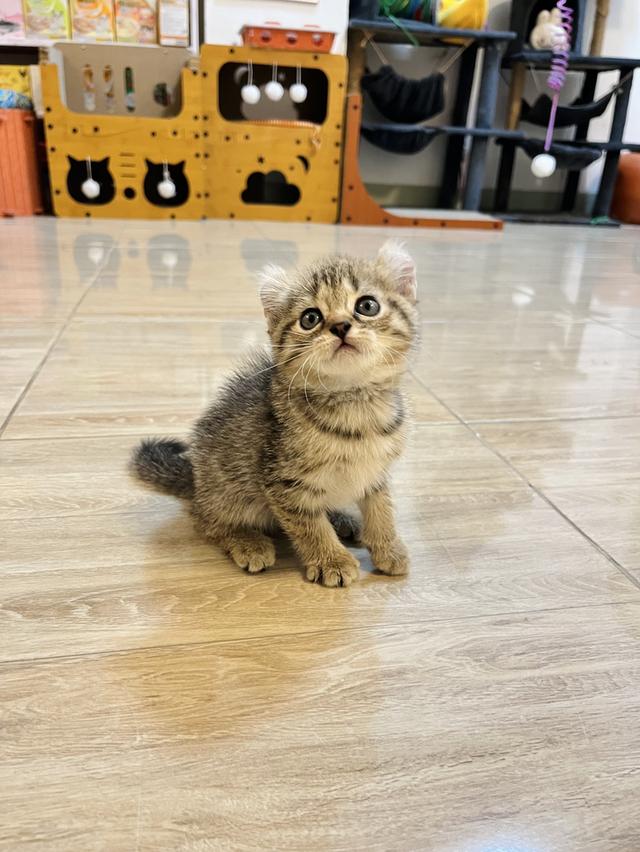 แมวหูบิน อเมริกันเคริล รูปที่ 8