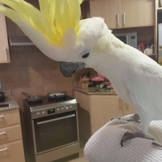 Cockatoo Parrots For Sale