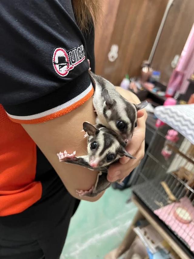 Sugar Glider ไม่ขายแยก มี 4 ตัว 3