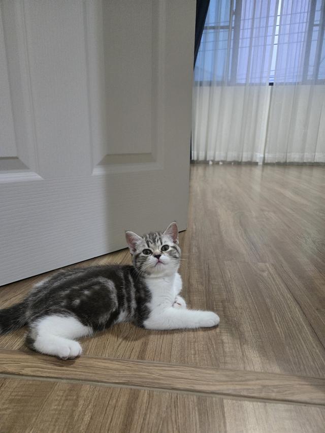 เด็กหญิง พร้อมย้าย พ่อแม่พกใบเพ็ดทั้งคู่