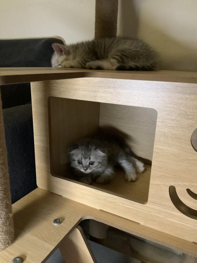 น้องแมวสกอตติชแท้ เจ้าของเลี้ยงเอง หาบ้านให้น้อง ขอค่าเทอมนิดเดียว รูปที่ 6