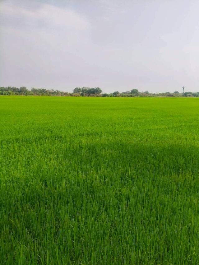 ขายที่เปล่า (ที่นา) จ. สุพรรณบุรี 1
