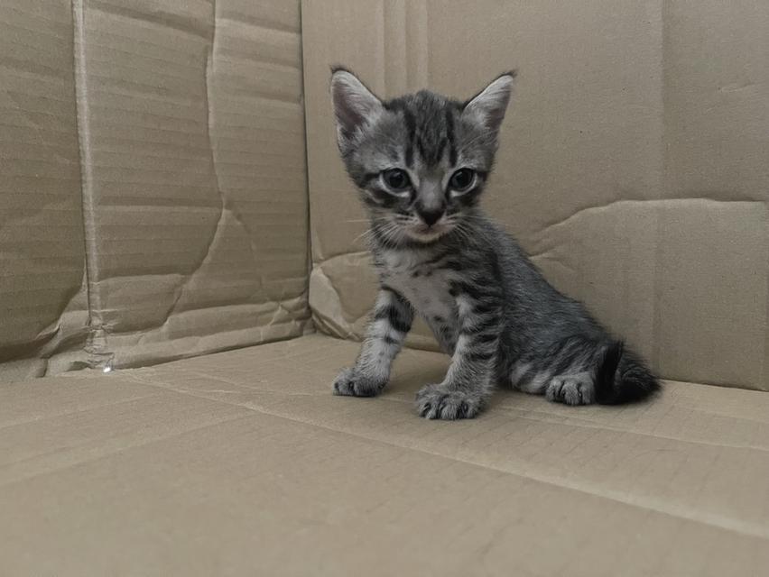น้องแมวอเมริกันช็อตแฮร์ (ลดจำนวนประชากร) 3