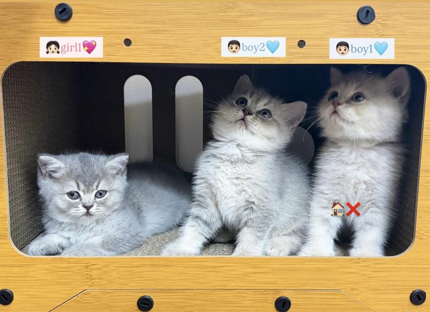 แมวสก็อตติช โซนรังสิต พร้อมย้าย 31Mar รูปที่ 2