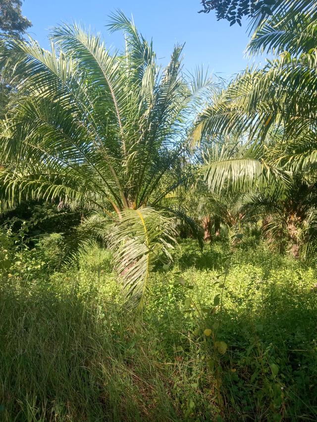 ที่ดินพร้อมสวนปาล์ม14ไร่ 6