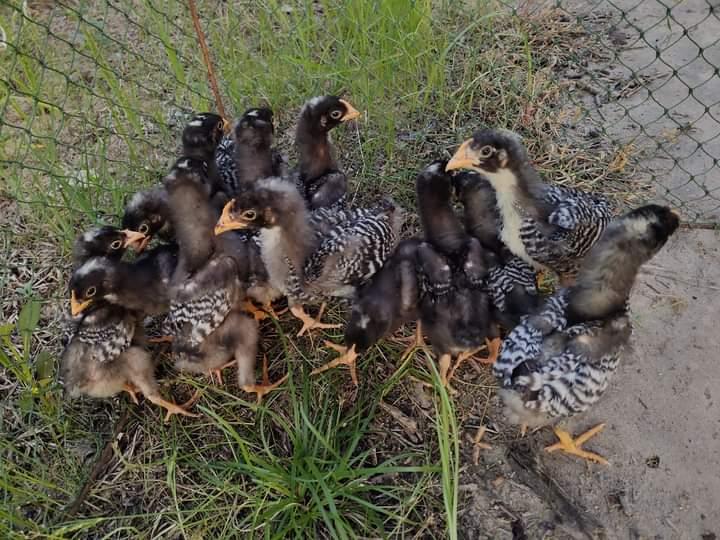 ขาย ลูกไก่สามสายพันธุ์ 5