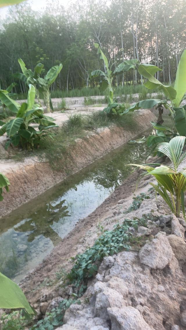 บ้านพร้อมสวน เกษตร ผสมผสาน 15