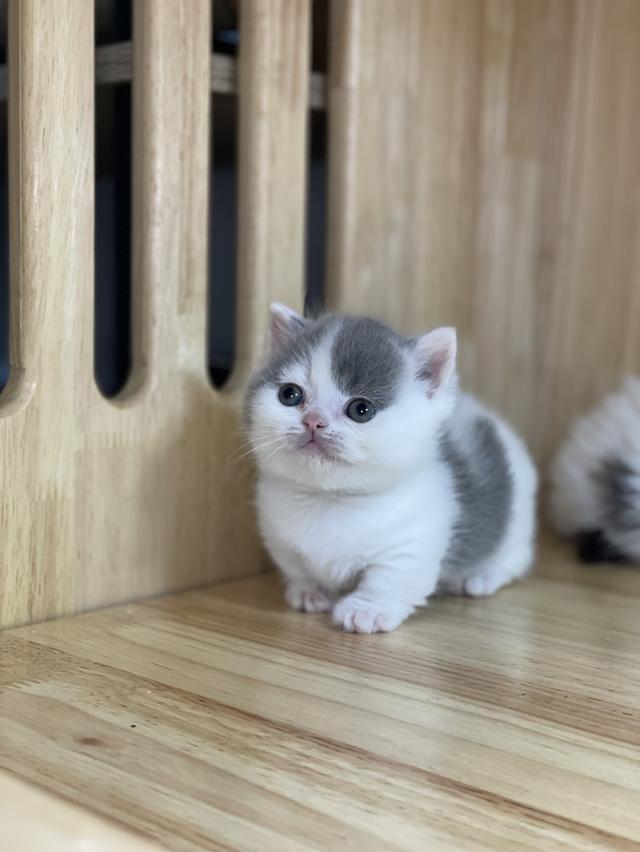 mini product image 4