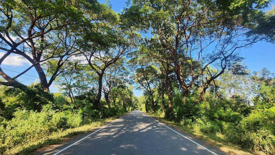 [ขายด่วน!] ที่ดินแปลงใหญ่ 76 ไร่เศษ ติดถนนพหลโยธิน ต. สมอโดน อ.บ้านตาก จ.ตาก หน้ากว้างสวย 425 เมตร ทำเลดี ติดห้วยธรรมชาติ เหมาะลงทุนและทำเกษตร 5