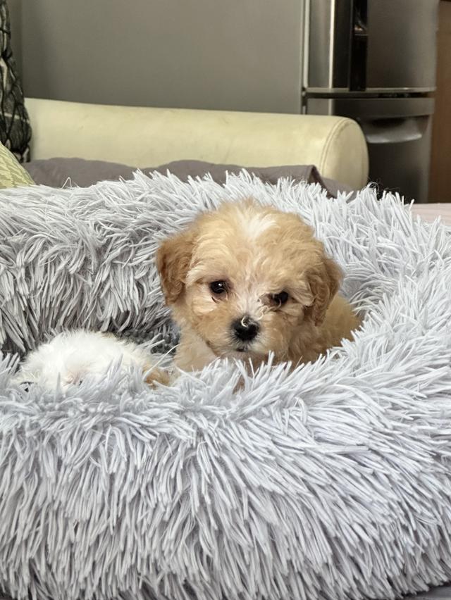 ลูกสุนัขพุดเดิลสีขาว ครีม น้ำตาล ตัวผู้ ตัวเมีย