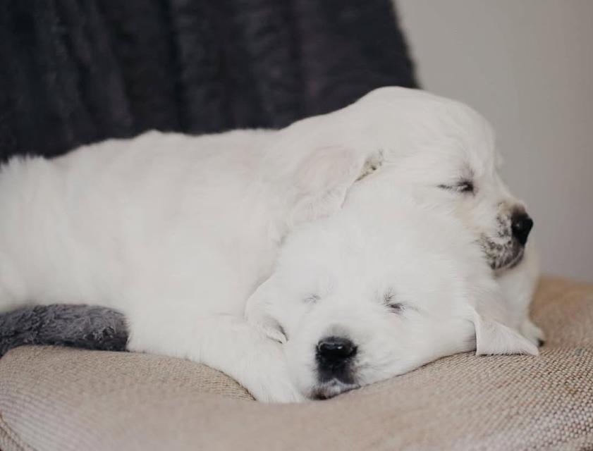 ขายลูกสุนัขสุดน่ารักพันธุ์ White Golden Retriever 3