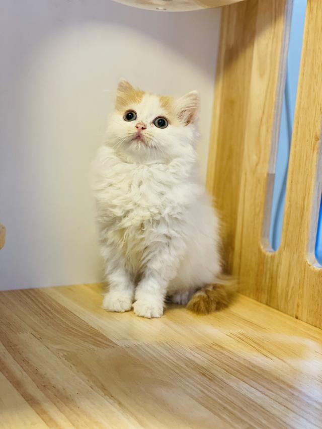 สก็อตติชโฟลด์ 7