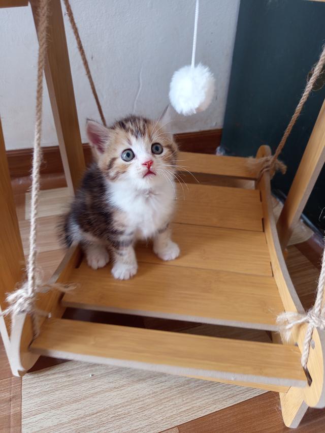 เปิดจองลูกแมว สก็อตติชแท้ รูปที่ 5