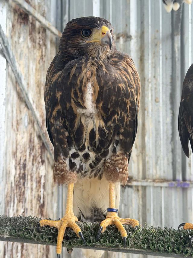 เหยี่ยวแฮริส Harrishawk รูปที่ 7