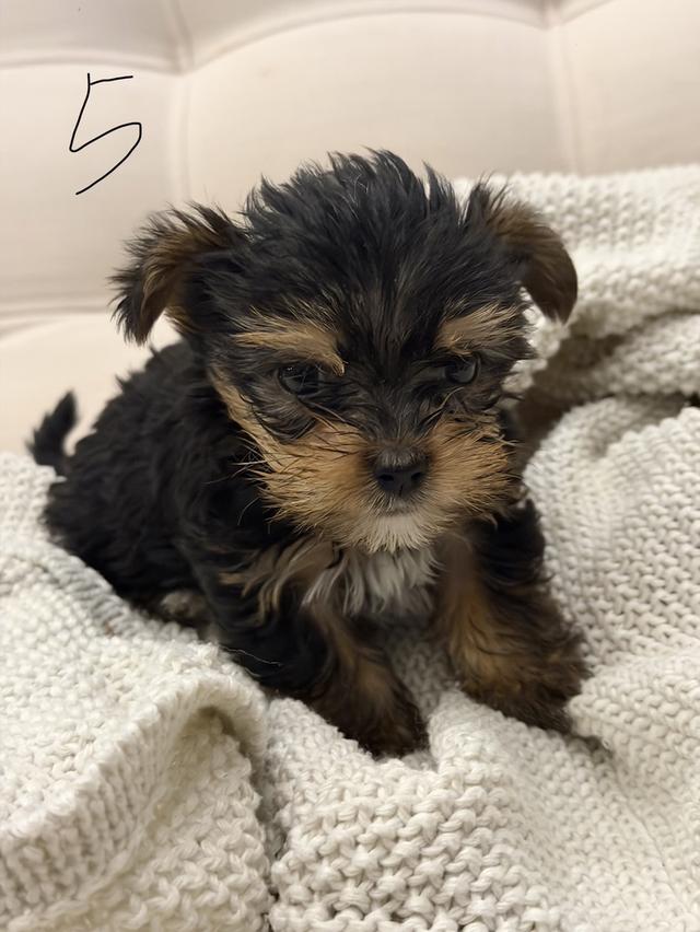 หมายอร์คเชียร์(Tcup) รูปที่ 7