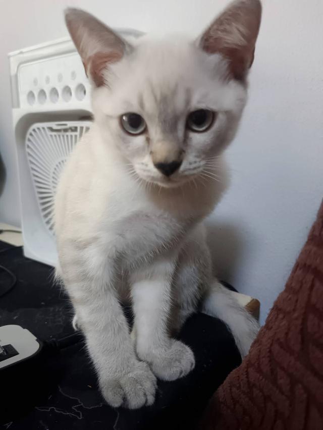Siamese British Cat "แมววิเชียรมาศบริติชช็อตแฮร์" 7