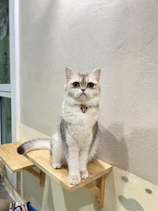 ดญ.บริติช(AY)พร้อมย้าย