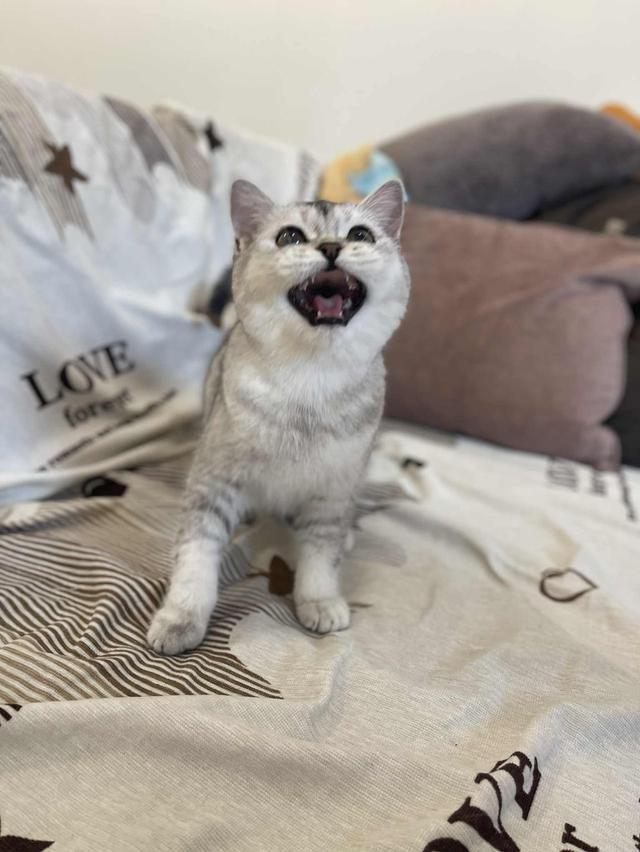 สาวสก็อต