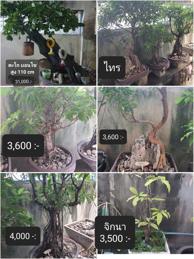 ต้นไม้บอนไซ ตะโก ไทร จิกนา เหมาะสำหรับประดับบ้าน อาคาร สนง