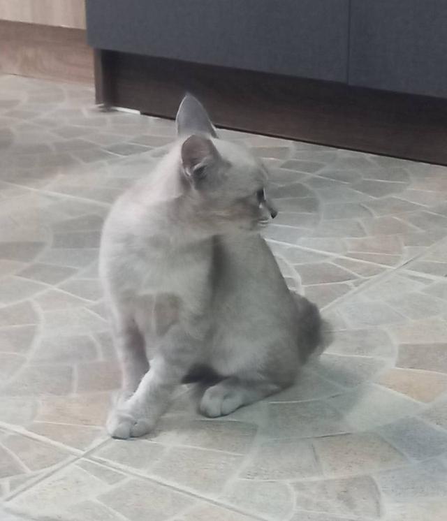 แมว พันธ์ผสม วิเชียรมาศ กะ สก็อตติส รูปที่ 4