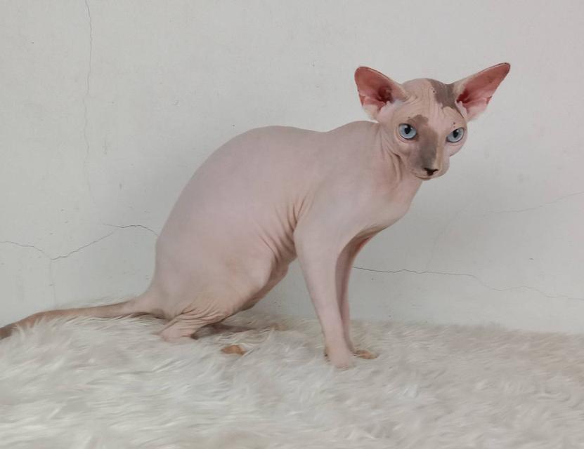 18.แมวสฟิงซ์/เพศเมีย หาบ้าน Sphynx Cat/Female looking for a new home