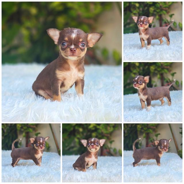 Chihuahuaแท้ขนสั้นเพศเมีย