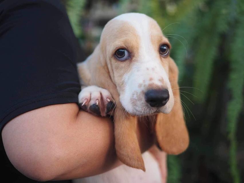 สุนัข Basset Hound ขายถูก