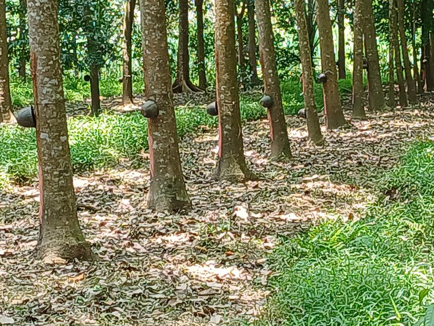 ขายสวนปาล์มสวนยาง โฉนด 25 ไร่ สะพลี ปะทิว ชุมพร 13