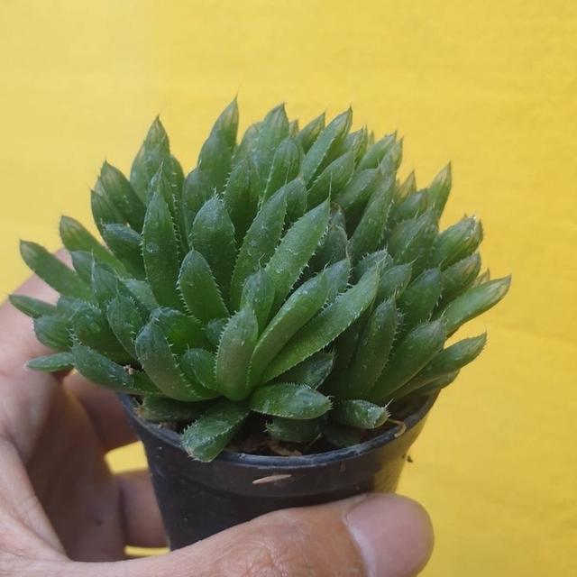 กุหลาบหิน Haworthia Cymbiformi 3